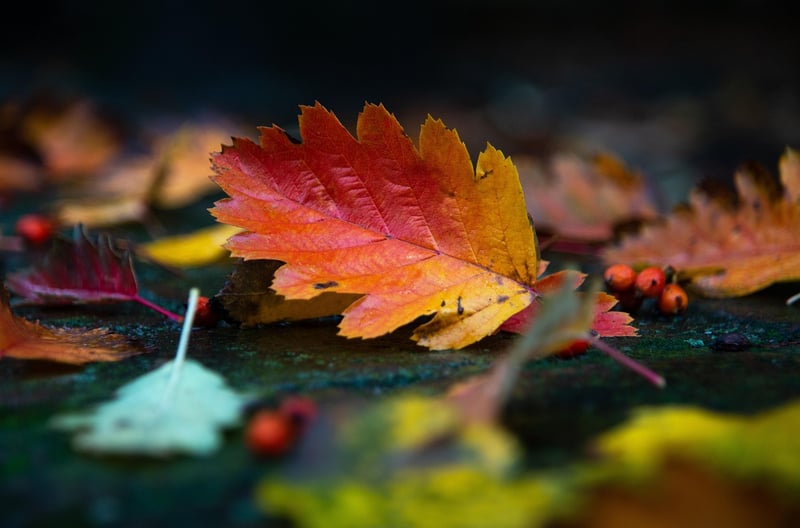 Fall Garden